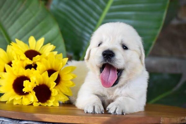 Image of Parker, a Golden Retriever puppy