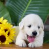Image of Parker, a Golden Retriever puppy