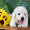 Image of Parker, a Golden Retriever puppy