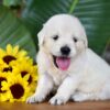 Image of Parker, a Golden Retriever puppy