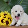 Image of Parker, a Golden Retriever puppy