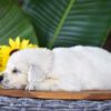 Image of Parker, a Golden Retriever puppy
