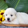 Image of Parker, a Golden Retriever puppy