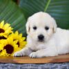 Image of Phoenix, a Golden Retriever puppy