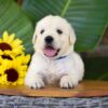 Image of Phoenix, a Golden Retriever puppy