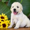 Image of Phoenix, a Golden Retriever puppy