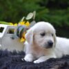 Image of Rambo, a Golden Retriever puppy