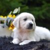 Image of Rambo, a Golden Retriever puppy