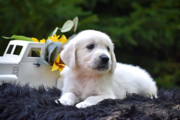 Image of Rambo, a Golden Retriever puppy