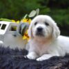 Image of Rambo, a Golden Retriever puppy