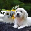 Image of Rambo, a Golden Retriever puppy