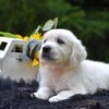 Image of Rambo, a Golden Retriever puppy