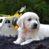 Image of Rambo, a Golden Retriever puppy