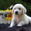 Image of Rambo, a Golden Retriever puppy