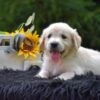 Image of Ranger, a Golden Retriever puppy