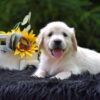 Image of Ranger, a Golden Retriever puppy