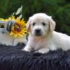 Image of Ranger, a Golden Retriever puppy