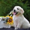 Image of Ranger, a Golden Retriever puppy