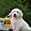 Image of Ranger, a Golden Retriever puppy