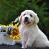 Image of Ranger, a Golden Retriever puppy