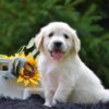 Image of Ranger, a Golden Retriever puppy