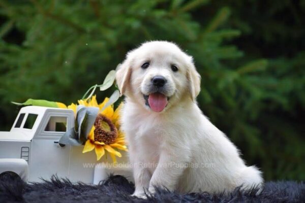 Image of Ranger, a Golden Retriever puppy