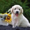 Image of Ranger, a Golden Retriever puppy