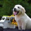 Image of Ranger, a Golden Retriever puppy
