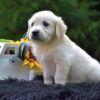 Image of Ranger, a Golden Retriever puppy