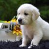 Image of Reed, a Golden Retriever puppy
