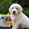 Image of Reed, a Golden Retriever puppy