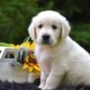 Image of Reed, a Golden Retriever puppy