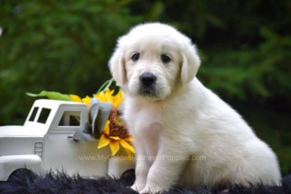 Image of Reed, a Golden Retriever puppy