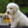 Image of Reed, a Golden Retriever puppy
