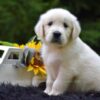 Image of Reed, a Golden Retriever puppy