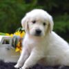 Image of Reed, a Golden Retriever puppy