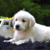 Image of Reed, a Golden Retriever puppy