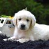 Image of Reed, a Golden Retriever puppy