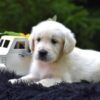 Image of Reed, a Golden Retriever puppy