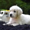 Image of Reed, a Golden Retriever puppy