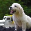 Image of Remi, a Golden Retriever puppy