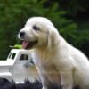 Image of Remi, a Golden Retriever puppy