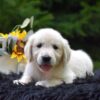 Image of Remi, a Golden Retriever puppy