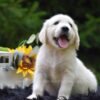 Image of Remi, a Golden Retriever puppy