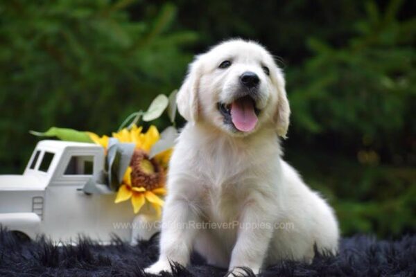Image of Remi, a Golden Retriever puppy