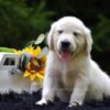 Image of Remi, a Golden Retriever puppy
