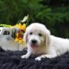 Image of Remington, a Golden Retriever puppy