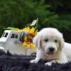 Image of Remington, a Golden Retriever puppy