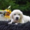 Image of Remington, a Golden Retriever puppy