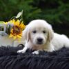 Image of Remington, a Golden Retriever puppy